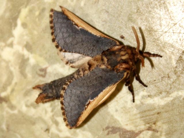 Teragra macroptera
